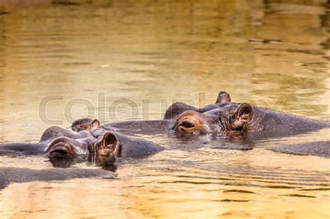 African hippo in their natural habitat. ... | Stock image | Colourbox