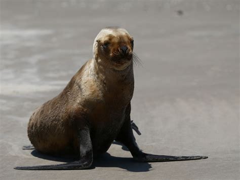 Mueren M S De Focas Y Leones Marinos Por Gripe Aviar En Brasil