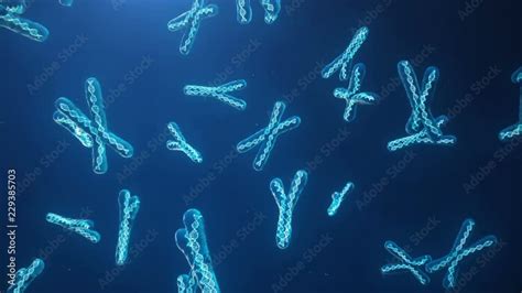 X And Y Chromosome On Blue Background Chromosomes With Dna Helix