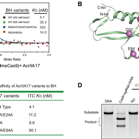 Crispr Cas Adaptive Immunity The Three Stages Of Crispr Cas System Download Scientific Diagram