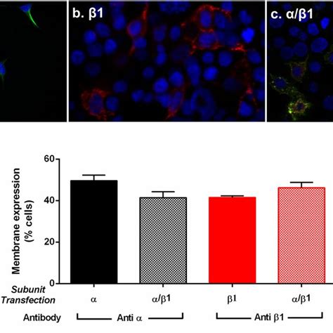 BK Channel Expression In HEK 293 Cells A Immunofluorescence Of