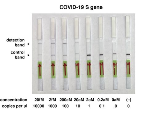 Covid Rapid Test Using Crispr Hybridetect