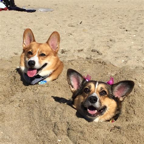 Corgi Beach Day 2024 Summer Emilee Karalynn