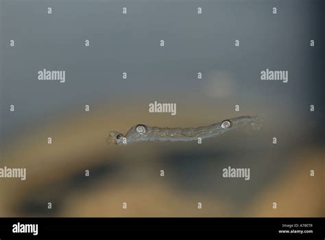 Phantom Midge Chaoborus Sp Larva Stock Photo Alamy