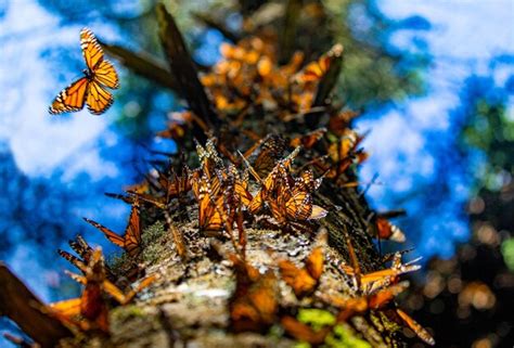 Col Nia De Borboletas Monarca Danaus Plexippus Em Um Tronco De Pinheiro