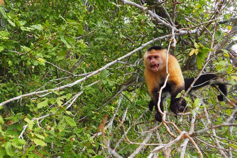 Monkey Island Tour Panama