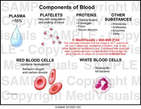 Components Of Blood Diagram