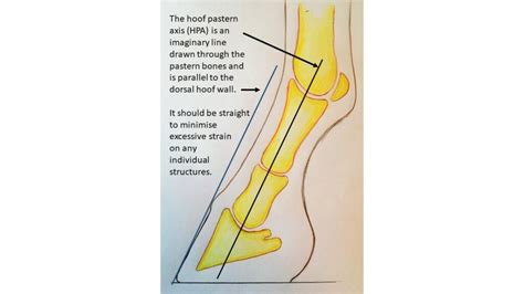 The fetlock joint – an overview of equine anatomy - The Horse Hub