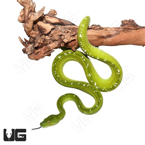 Adult Male Aru Green Tree Python 1 Morelia Viridis For Sale