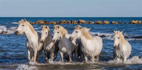 Les Chevaux Blancs De Camargue Se Tiennent Sur La Plage De Mer Parc