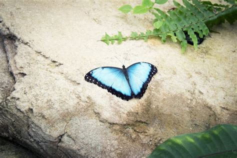 Morpho Peleides Mariposa Sobre Una Roca Con Alas Abiertas Foto De