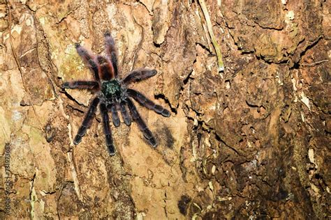 La Matoutou falaise mygale endémique de la Martinique sur l écorce d