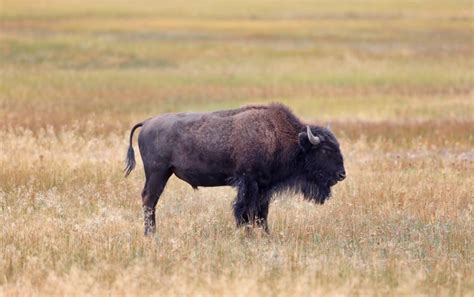 Hundreds of Bison Migrating Out of Yellowstone to be Hunted Down Under ...