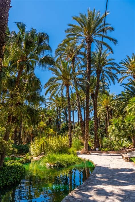 Palm Groves Reflected On A Pond In Huerta Del Cura Garden In Elche