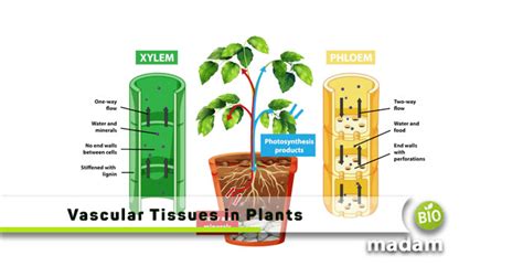 Function of Vascular Tissues in Plants - biomadam