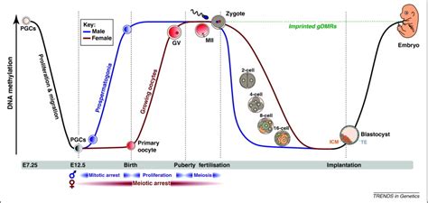 De Novo Dna Methylation A Germ Cell Perspective Trends In Genetics