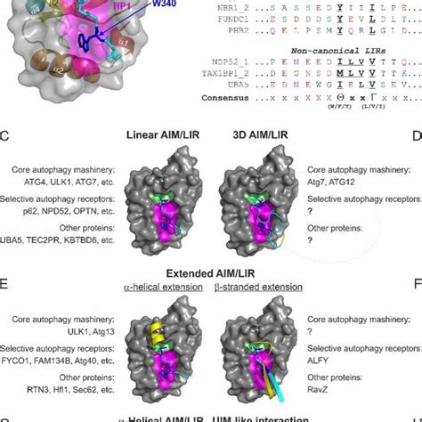 Structural Features Of Ubiquitin And Atg Lc Gabarap Proteins Ribbon