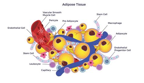 Why Adipose Tissue The Skinny On Fat Ambrose Cell Therapy