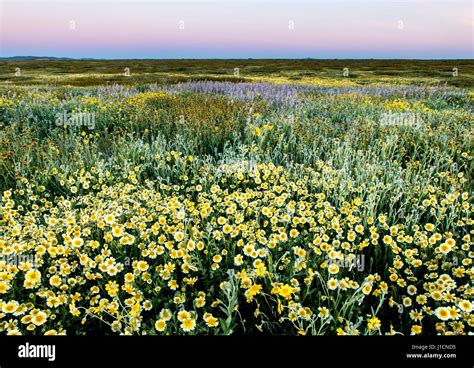 Sunset over wildflower fields and hills of the Carrizo Plains National ...