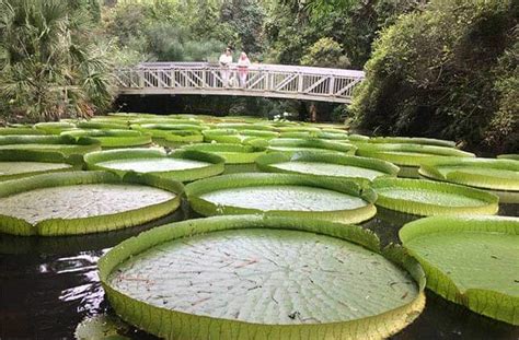 Kanapaha Botanical Gardens Lush Tranquil Park in Gainesville, FL