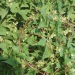 Горец многоцветковый, или Фаллопия (Fallopia multiflora) | Травушка ...