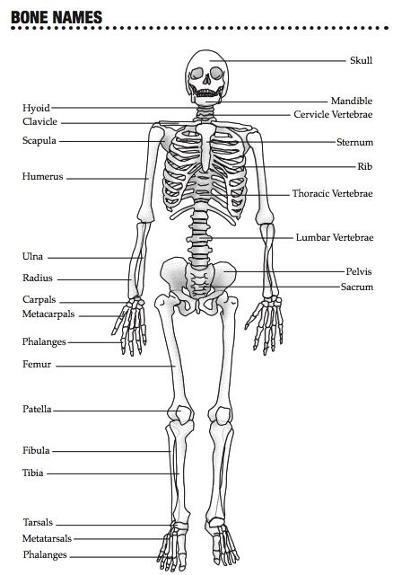 Anatomy Arcade Whack A Bone - Anatomical Charts & Posters