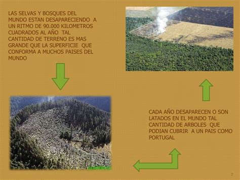 Tala De Arboles Educacion Ambiental Prof Ppt