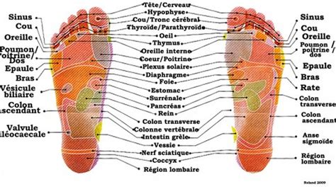 Conf Rence Sur La R Flexologie Midilibre Fr