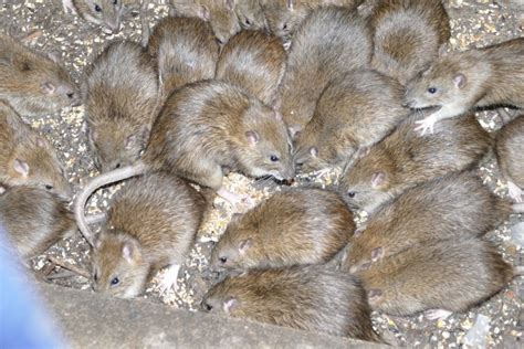 La mairie de Paris s attaque à la prolifération des rats