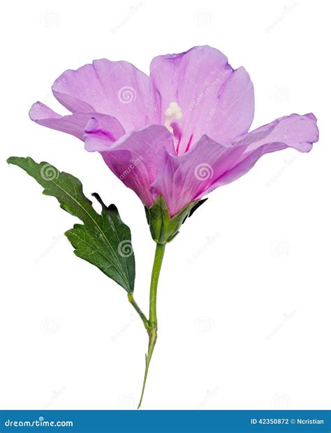 Light Mauve Hibiscus Rosa-chinensis Flower Royalty-Free Stock Image