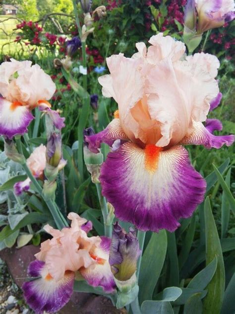 Come Away With Me Bearded Iris Iris Garden Garden Inspiration Iris