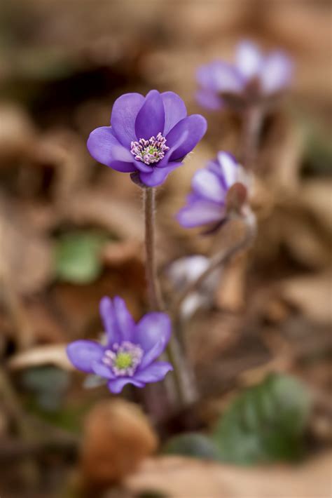 Hahnenfu Gew Chse Familie Ranunculaceae Natur In Deutschland