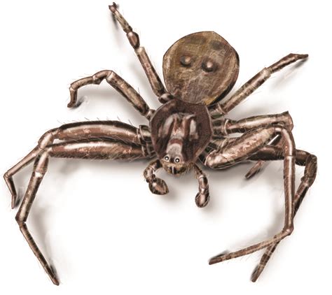 Central Florida News: There are five species of venomous spiders in Florida