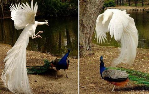 These Incredible Photos Of The Majestic Peacock In Full Flight Are Stunning