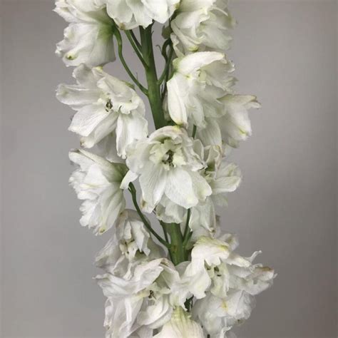 Delphinium White Mayflower Studio