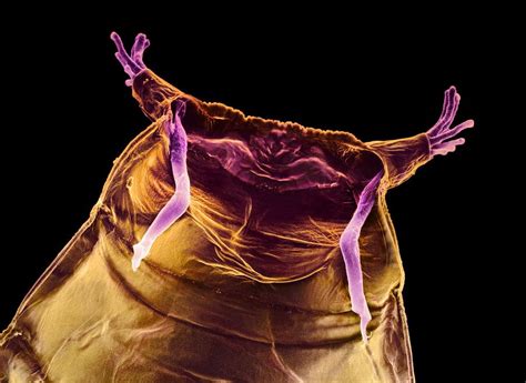 Fruit Fly Pupa Case Photograph By Dr Jeremy Burgess Science Photo