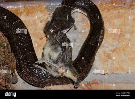 Black Rat Snake Pantherophis Obsoletus Raiding Eastern Phoebe