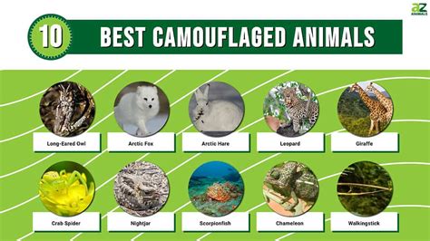 Animal News, Facts, Rankings, and More! - A-Z Animals