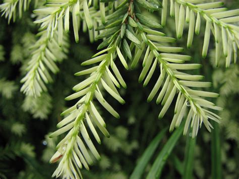 Tsuga canadensis (Canada hemlock, Canadian Hemlock, Eastern Hemlock ...