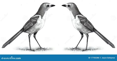 Pencil Drawing Of Two Birds Face To Face Royalty Free Stock Image