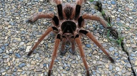 The Biggest Spiders Still Crawling The Earth In