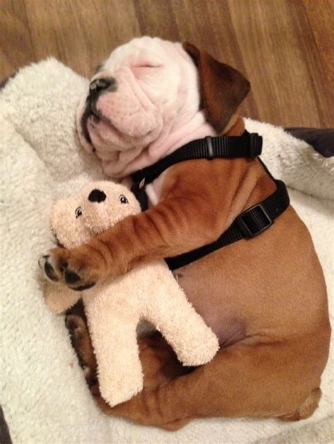 Why Do Dogs Cuddle With Stuffed Animals