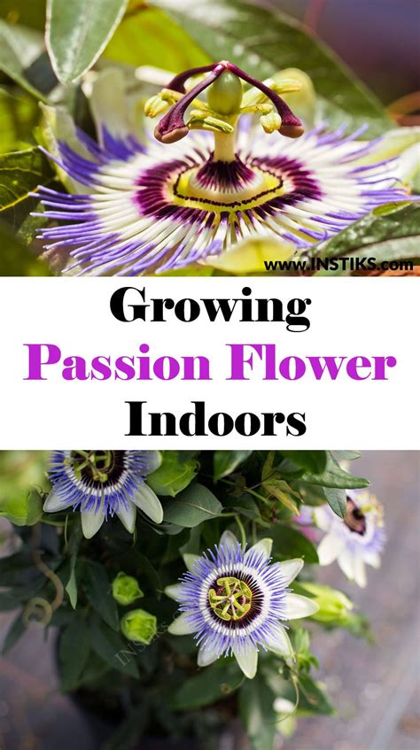 Growing Passion Flower Indoors Passion Fruit Plant Passion Flower