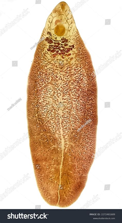 Trematodes Fasciola Gigantica Common Liver Fluke Stock Photo 2272481689