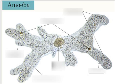 Amoeba Diagram Diagram Quizlet