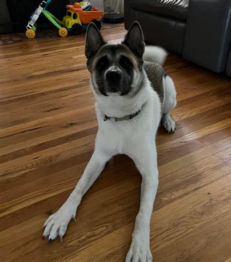 Yosi Mars Orphan Midwest Akita Rescue Society