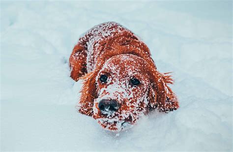 How Cold is Too Cold for a Dog? What Are the Risks? | Superb Dog