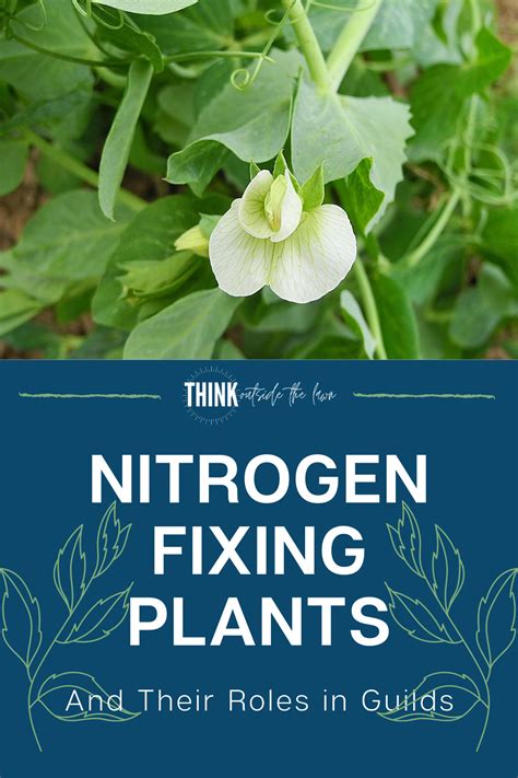 Nitrogen Fixing Plants And Their Roles In Guilds Nitrogen Fixing