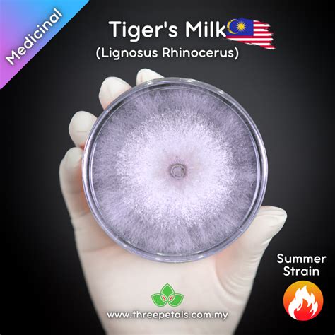 Tiger S Milk My Lignosus Rhinocerus Live Mycelium Mushroom Culture