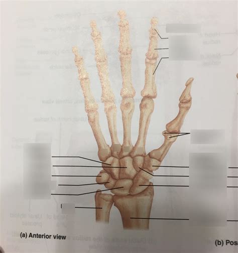 Carpals Metacarpals And Phalanges Diagram Quizlet